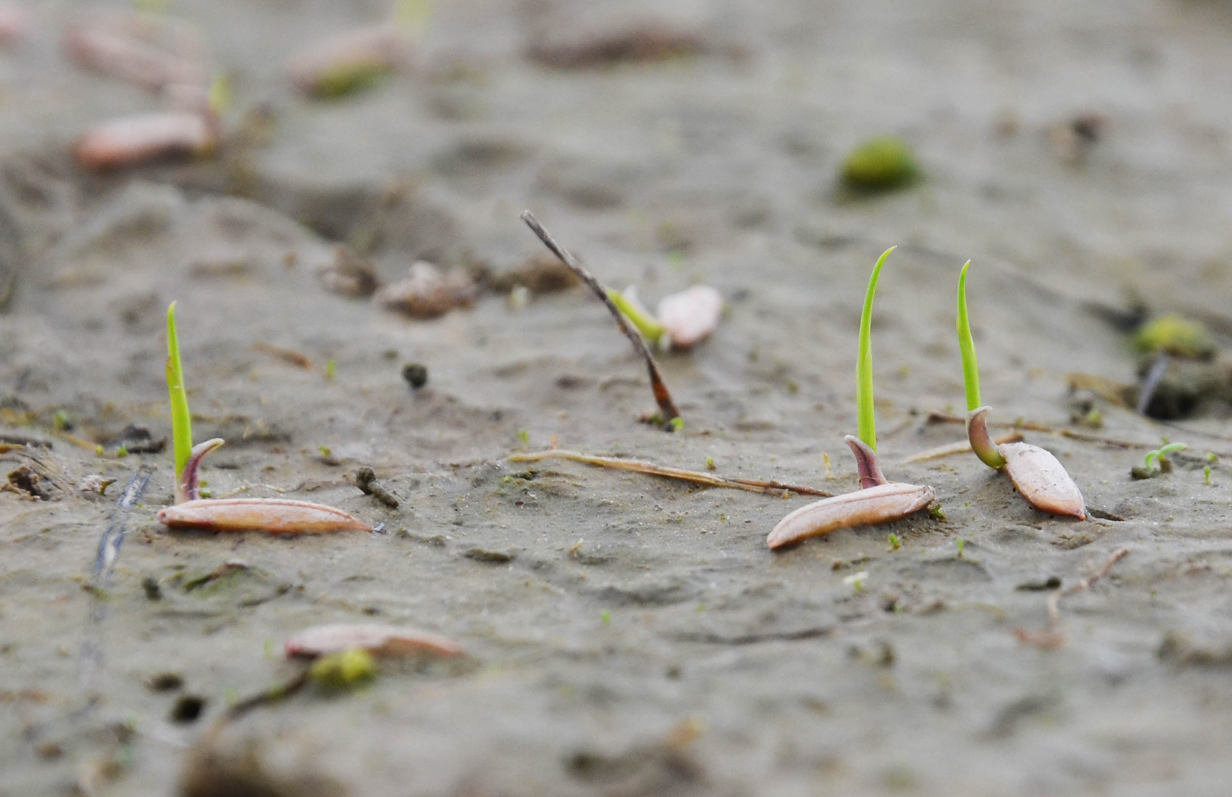 sprouted seed. lo rez.jpg thumbnail
